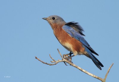 Eastern Bluebird