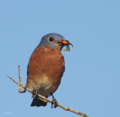 Eastern Bluebird