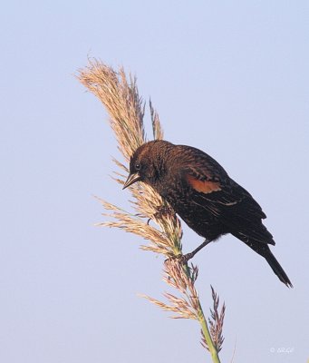 Red-winged Blackbird