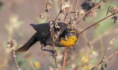 Yellow-headed Blackbird