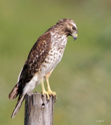 Red-tailed Hawk