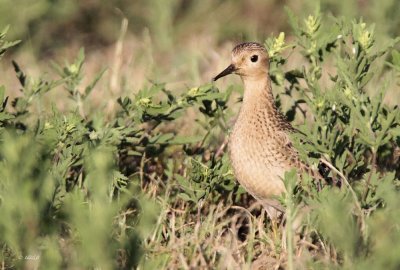 Buff-breasted Sandpiper