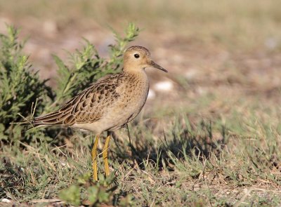 Buff-breasted Sandpiper