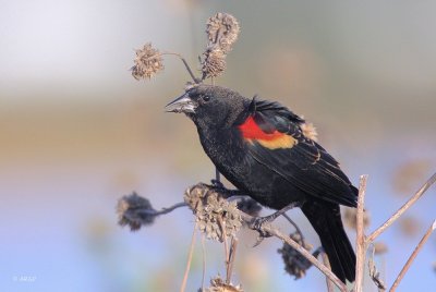 Red-winged Blackbird