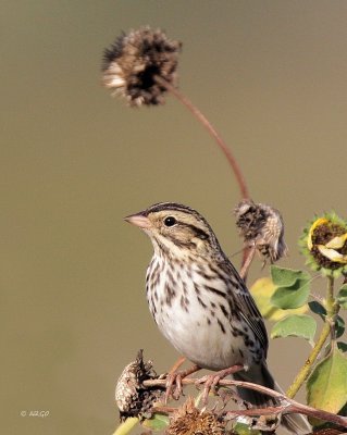 Savannah Sparrow