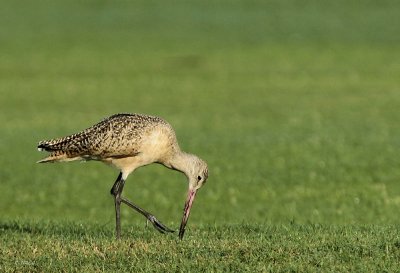 Marbled Godwit
