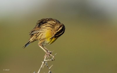 Eastern Meadowlark