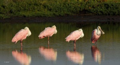 Roseate Spoonbills