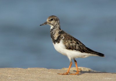 Ruddy Turnstone