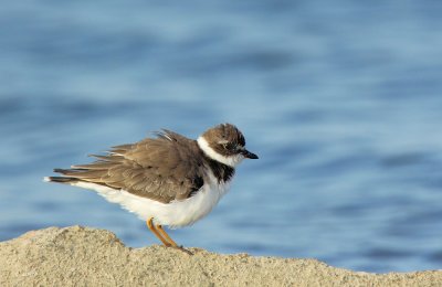Semipalmated Plover
