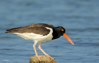 American Oystercatcher