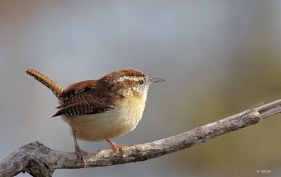 Carolina Wren