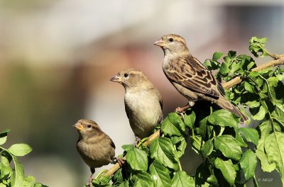 House Sparrows