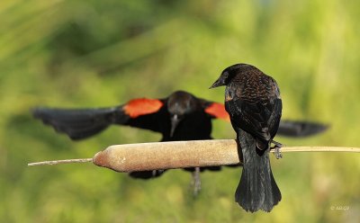 Red-winged Blackbird