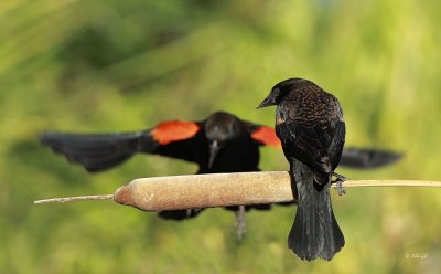 Red-winged Blackbird