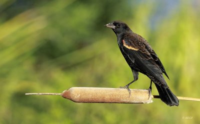 Red-winged Blackbird