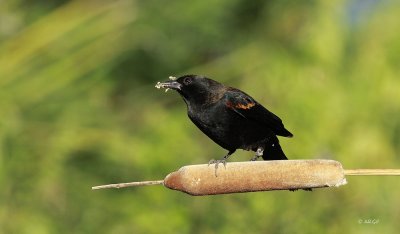 Red-winged Blackbird