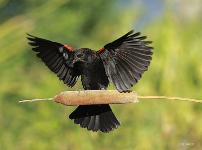 Red-winged Blackbird