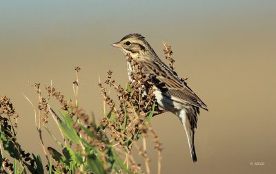Savannah Sparrow