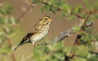 Savannah Sparrow