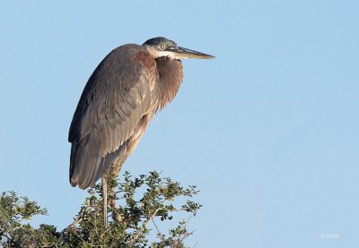 Great Blue Heron