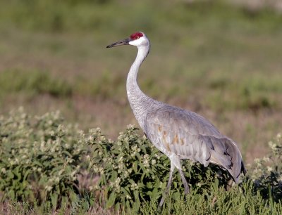 Sandhill Crane