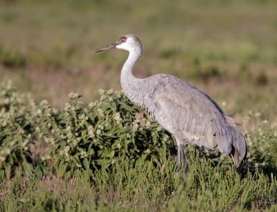Sandhill Crane