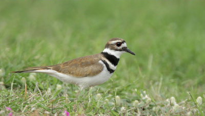 Killdeer