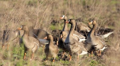 Greater White-fronted Goose