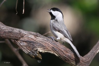 Carolina Chickadee