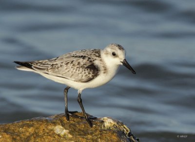 Sanderling