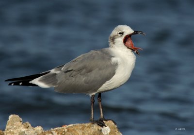 Laughing Gull