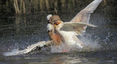 Pompadour Ducks