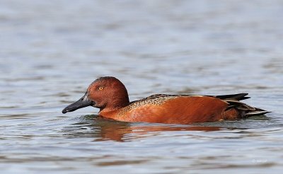 Cinnamon Teal