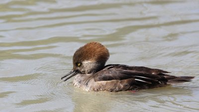 Hooded Merganser