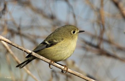 Ruby-crowned Kinglet