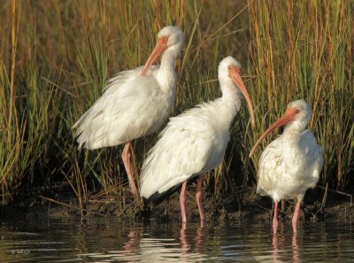 White Ibis'