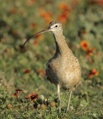 Long-billed Curlew