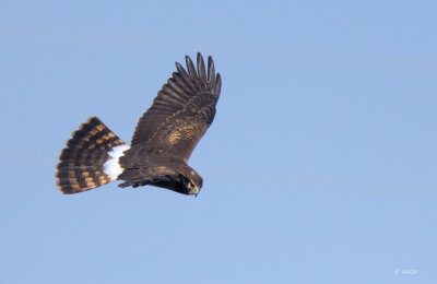 Northern Harrier