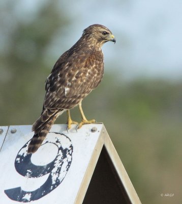 Red-tailed Hawk