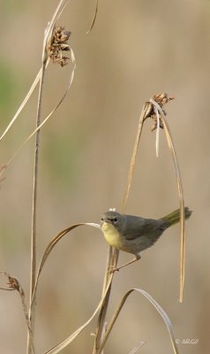 Common Yellow-throated Warbler