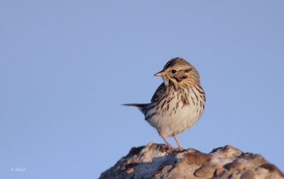 Savannah Sparrow