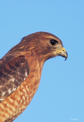 Red-shouldered Hawk