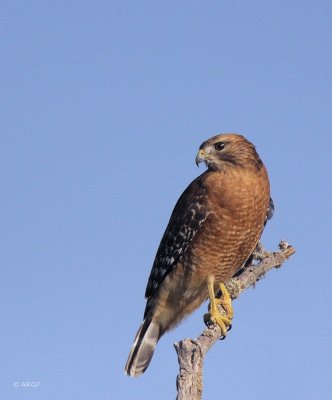 Red-shouldered Hawk