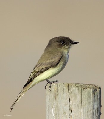 Eastern Phoebe