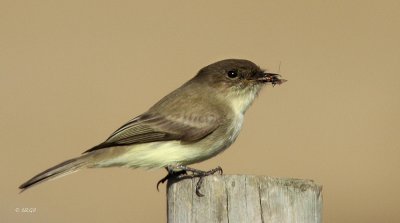 Eastern Phoebe