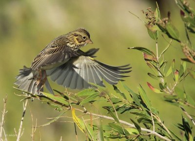 Savannah Sparrow
