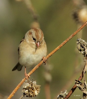 Field Sparrow