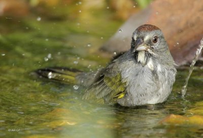 Green-tailed Towhee 