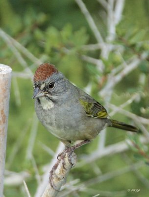 Green-tailed Towhee